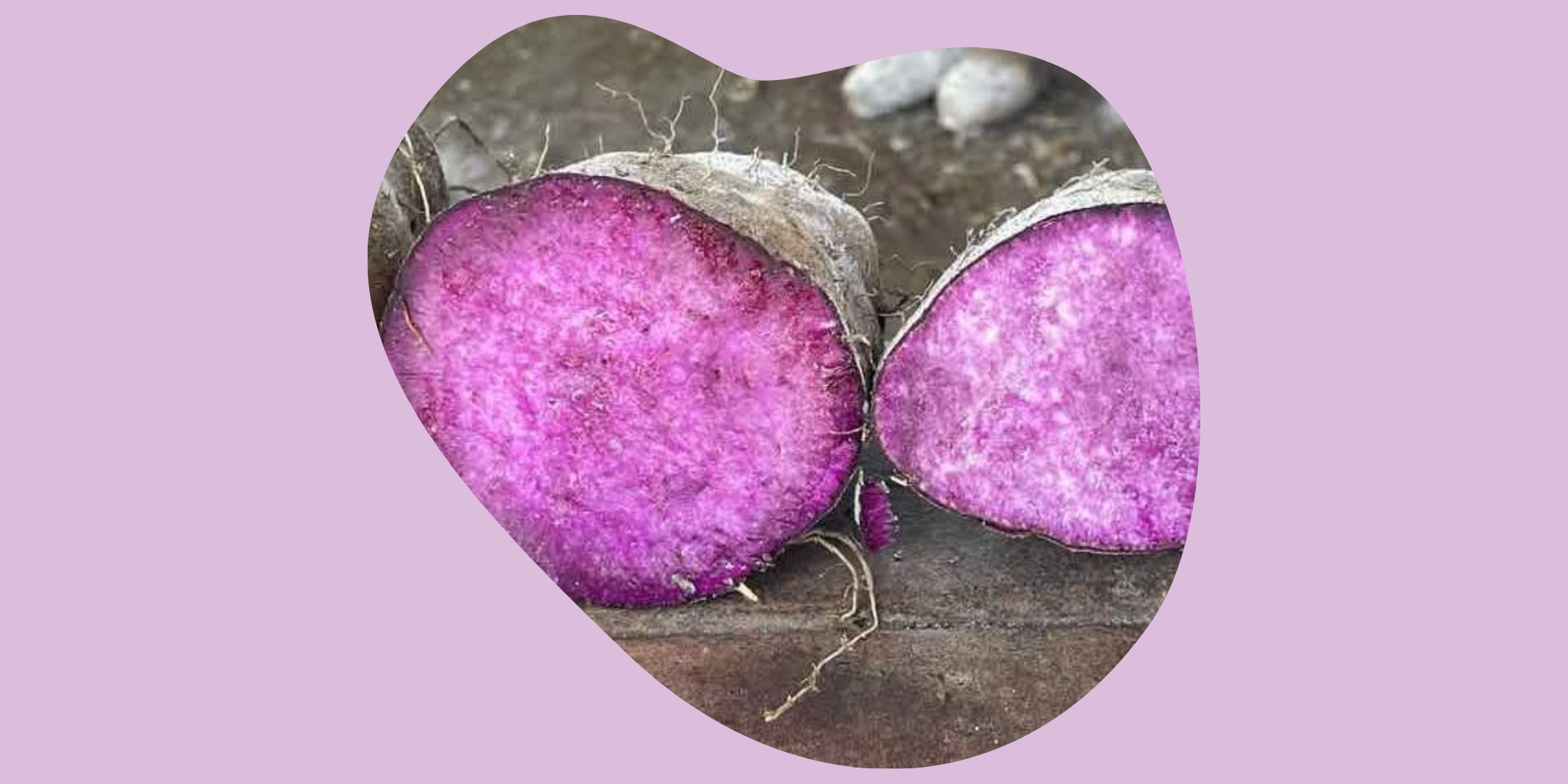 L’Ubé : un ingrédient nutritionnel d’avenir en 2026