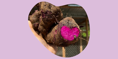 L'Ube : douceur subtile, traditions philippines et vérité sur son goût